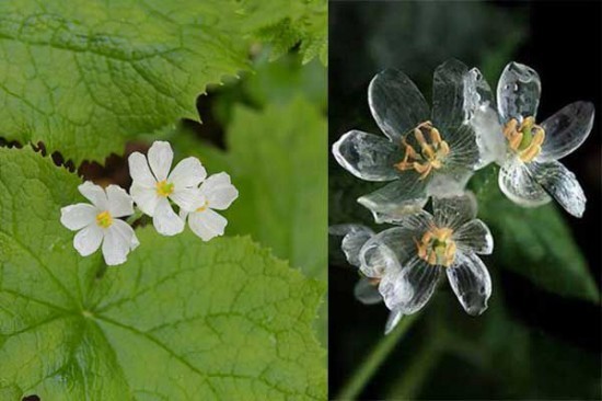 Hoa khung xương (skeleton flower), hay còn gọi là sơn hà diệp, có tên khoa học là Diphylleia grayi, là một loài hoa trắng tuyệt đẹp sẽ biến thành thủy tinh trong suốt khi tiếp xúc với nước. Ảnh: Interflora